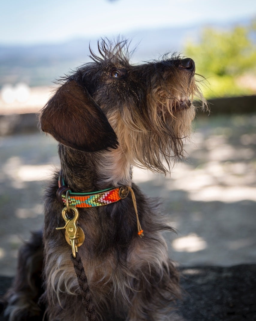 Dog with a colorful collar and leash sitting outdoors