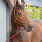 Paddy Lee Horse Halter