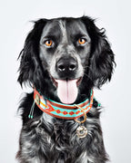 dog wearing Paddy Lee collar