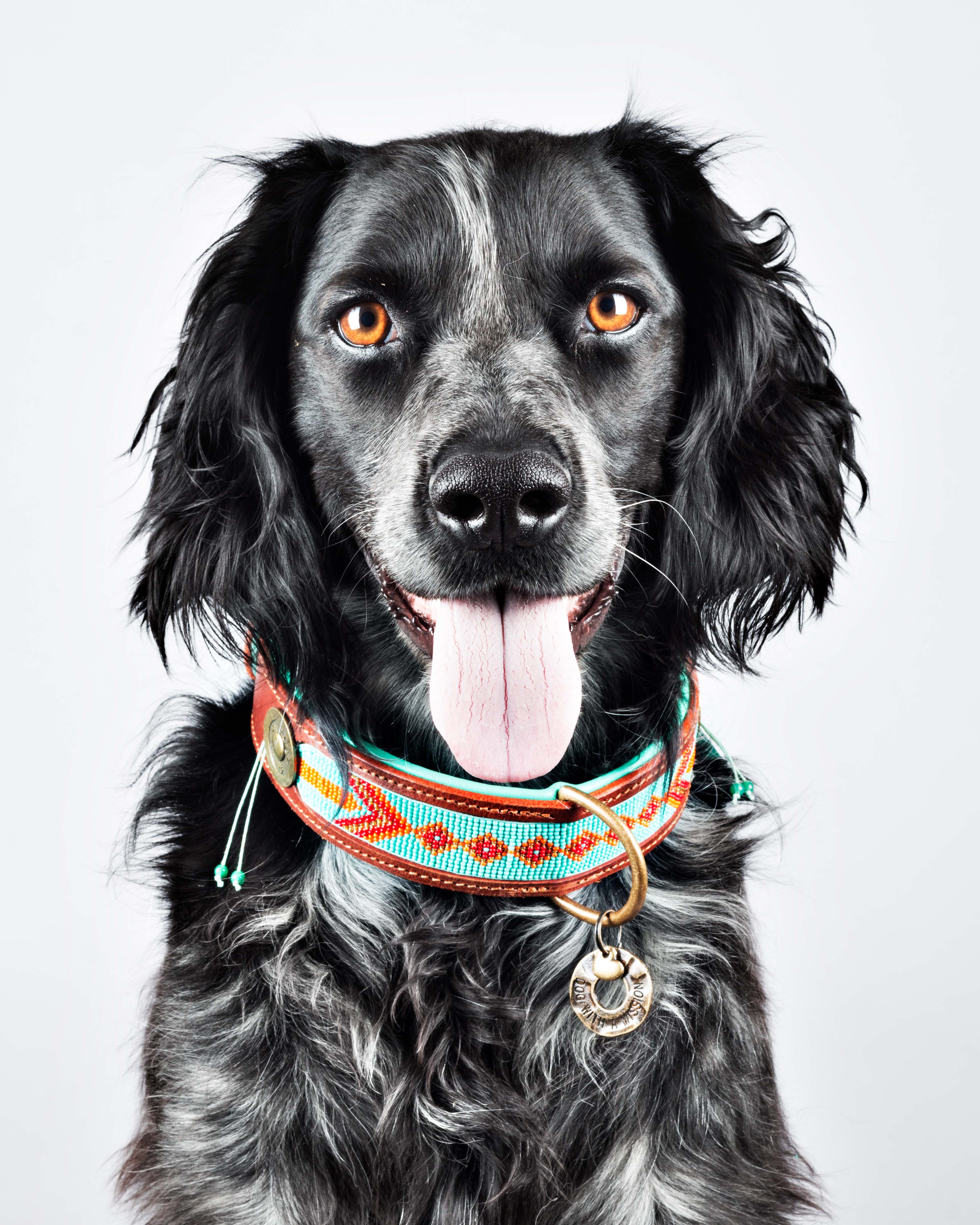 dog wearing Paddy Lee collar