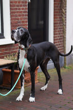 Paddy Lee collar and Jade Leash
