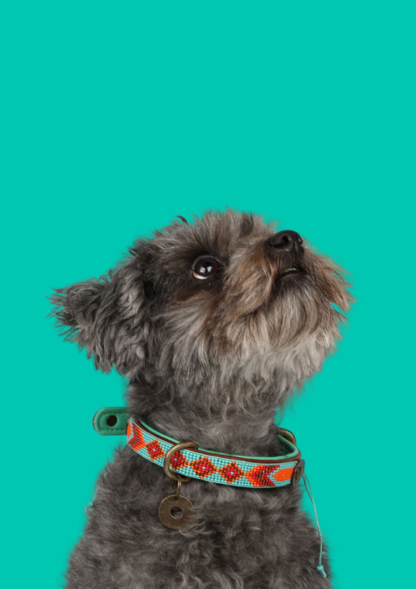 Small dog wearing paddy Lee collar