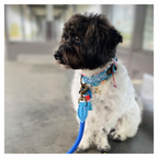 Small dog wearing a colorful harness and leash in an indoor setting