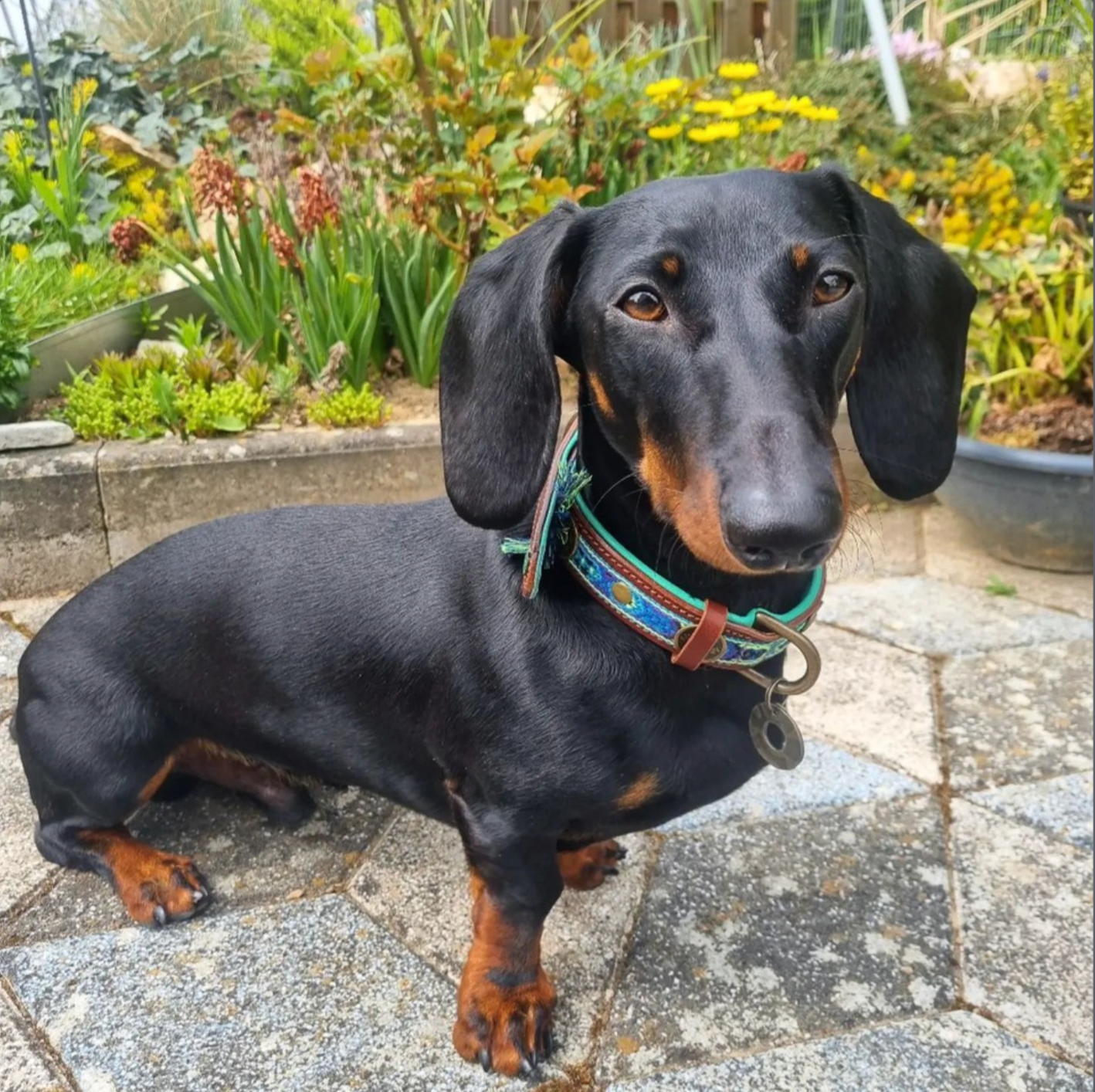 Black and brown dachshund standing on a stone patio with a garden in the background
