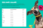 Dog wearing a measuring tape around its neck with a size chart for collars on a teal background.