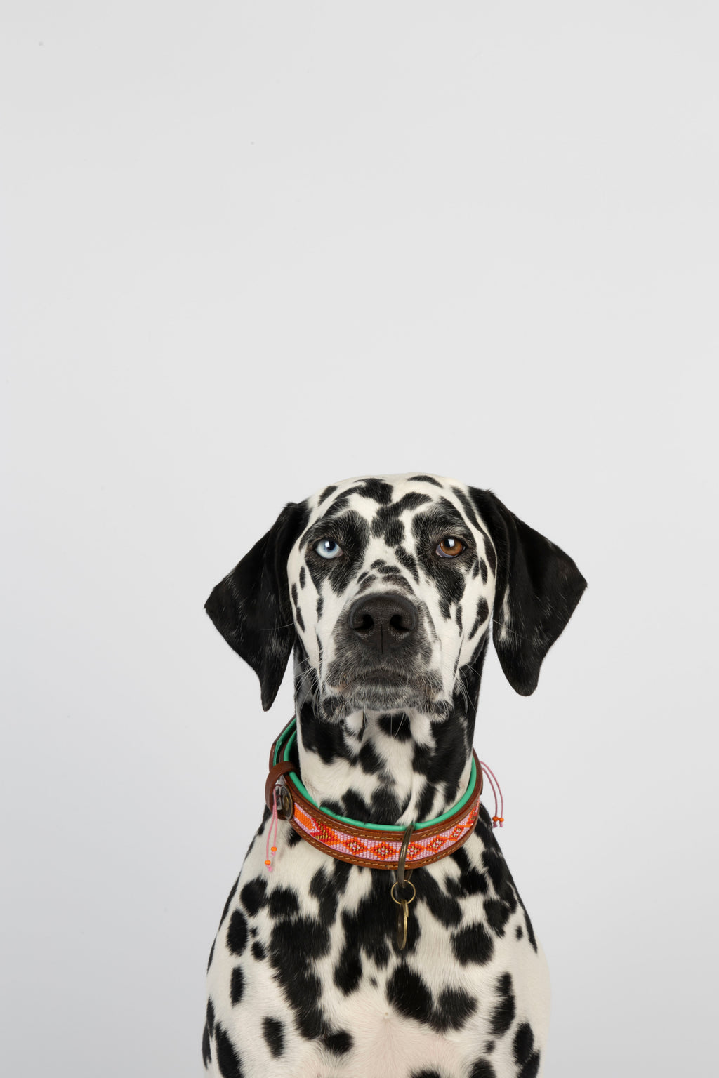 Dalmation wearing Sweet Mae collar