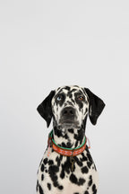 Dalmation wearing Sweet Mae collar