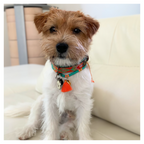 Small dog with a colorful collar sitting on a white couch.