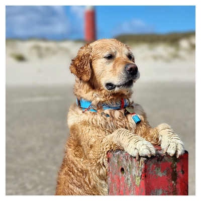 Dog sitting on a red and gray object with a blurred beach background
