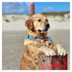 Dog sitting on a red and gray object with a blurred beach background