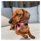 Small brown dog with a pink collar sitting on a couch.