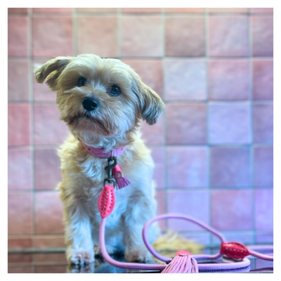 Small dog with a pink leash on a checkered floor