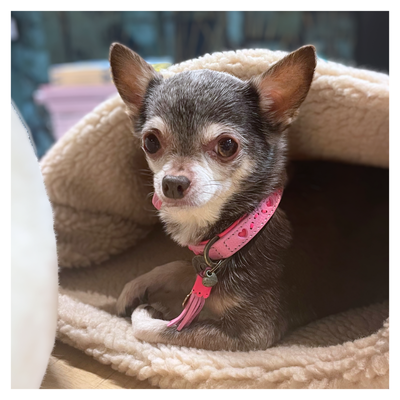 Small dog with a pink collar sitting on a fluffy cushion