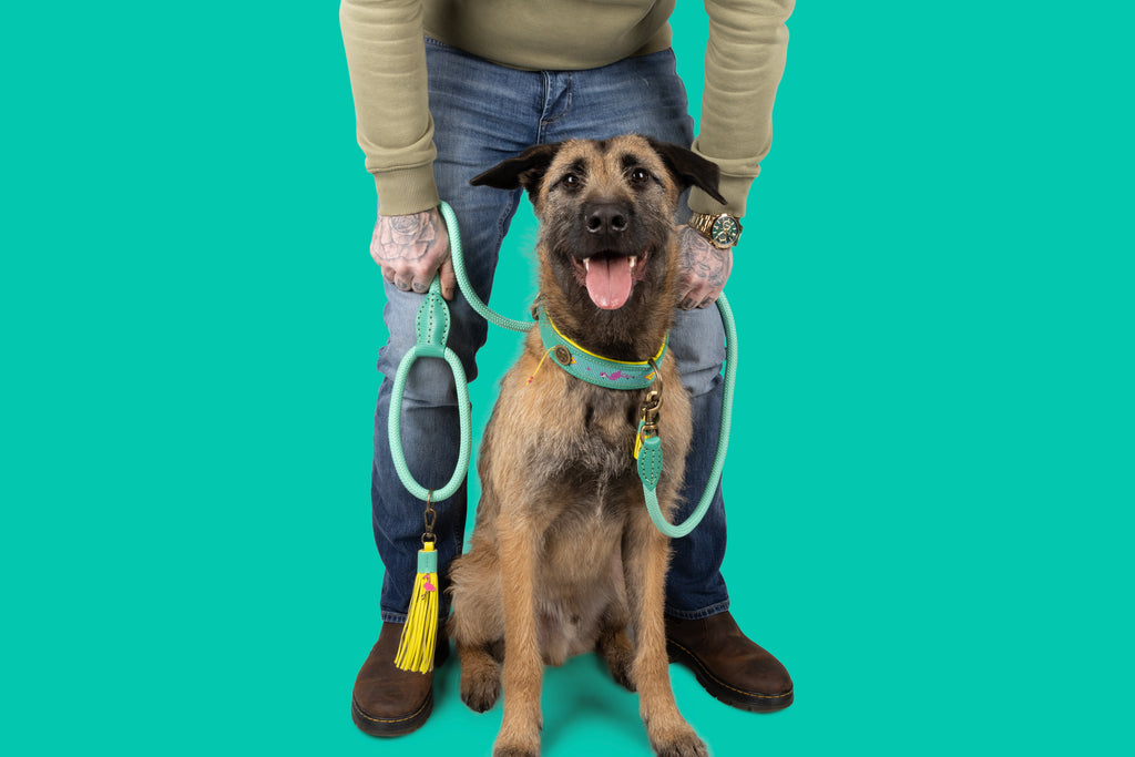 Person holding a dog on a leash against a teal background