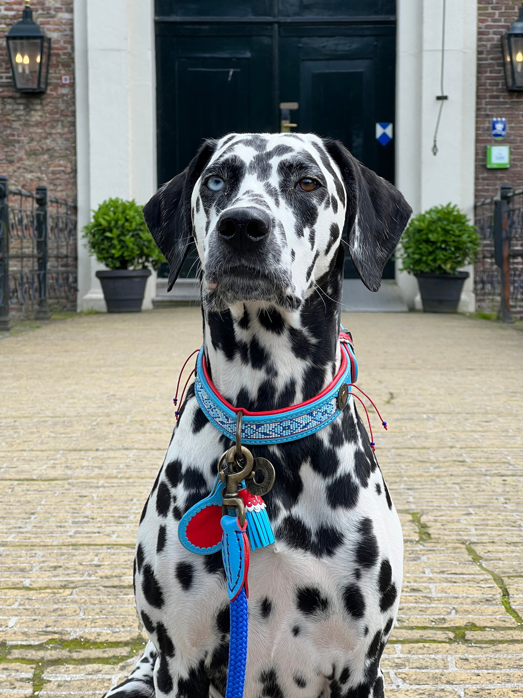 Dalmatian dog wearing a blue harness with a red heart on a street.