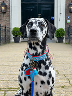 Dalmatian dog wearing a blue harness with a red heart on a street.