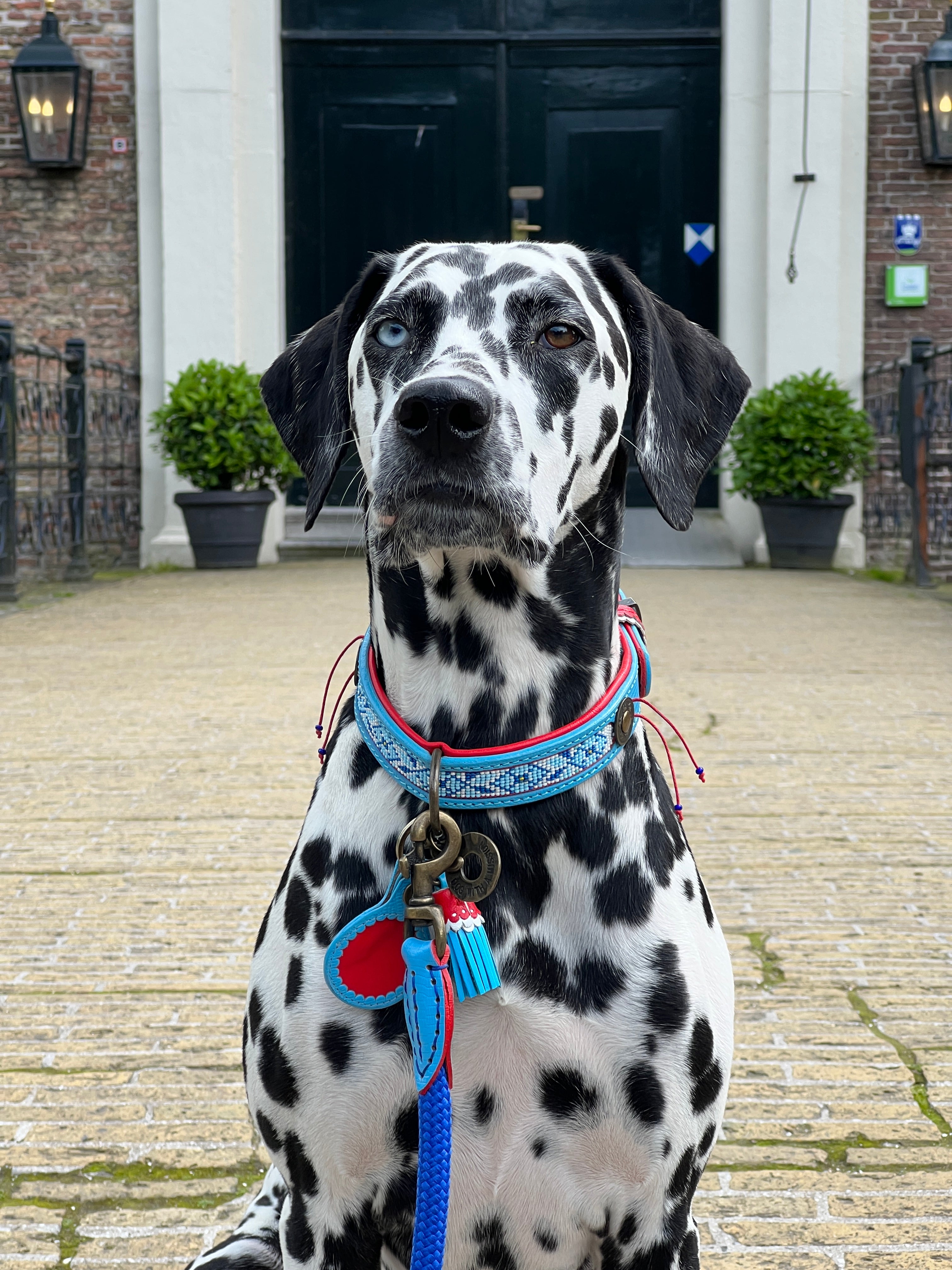 Dalmatian dog wearing a blue harness with a red heart on a street.