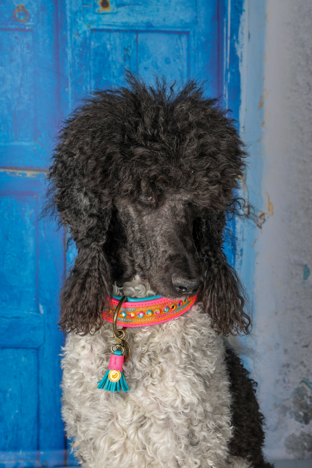 Dog with a colorful collar standing in front of a blue door.