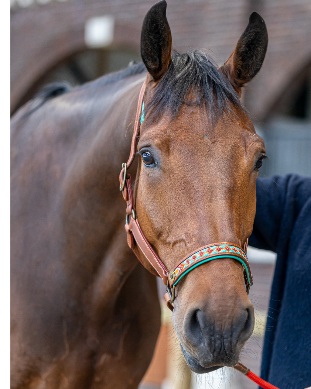 Paddy Lee Horse Halter