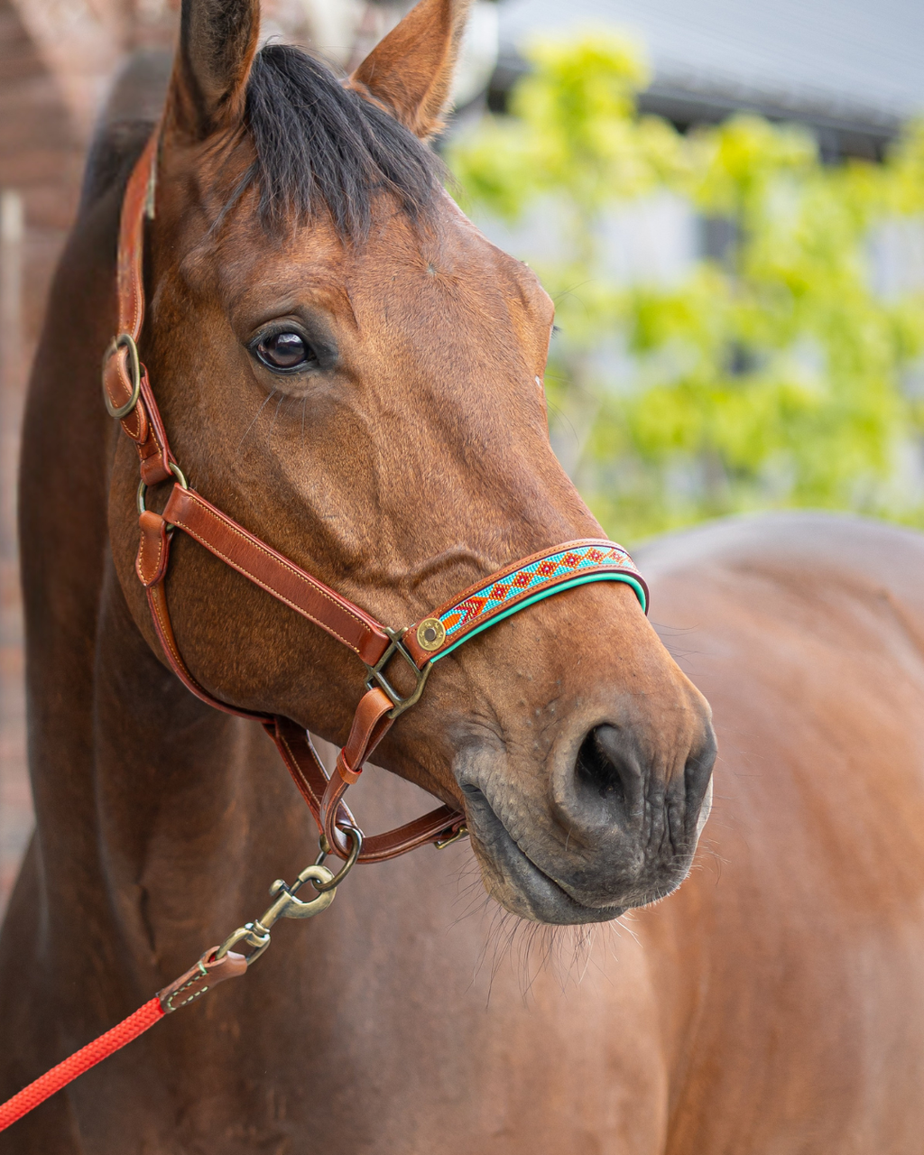 Paddy Lee Horse Halter