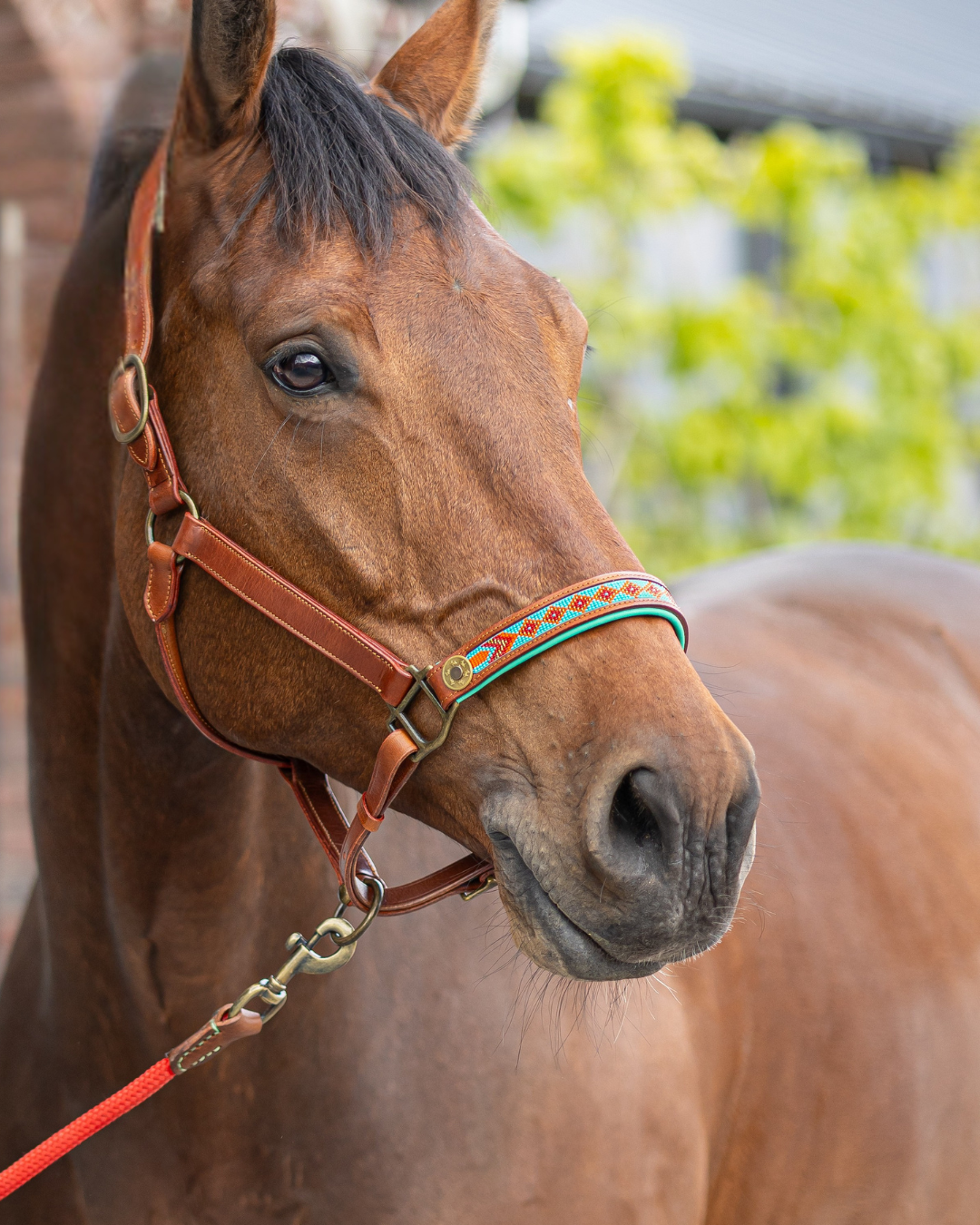 Paddy Lee Horse Halter