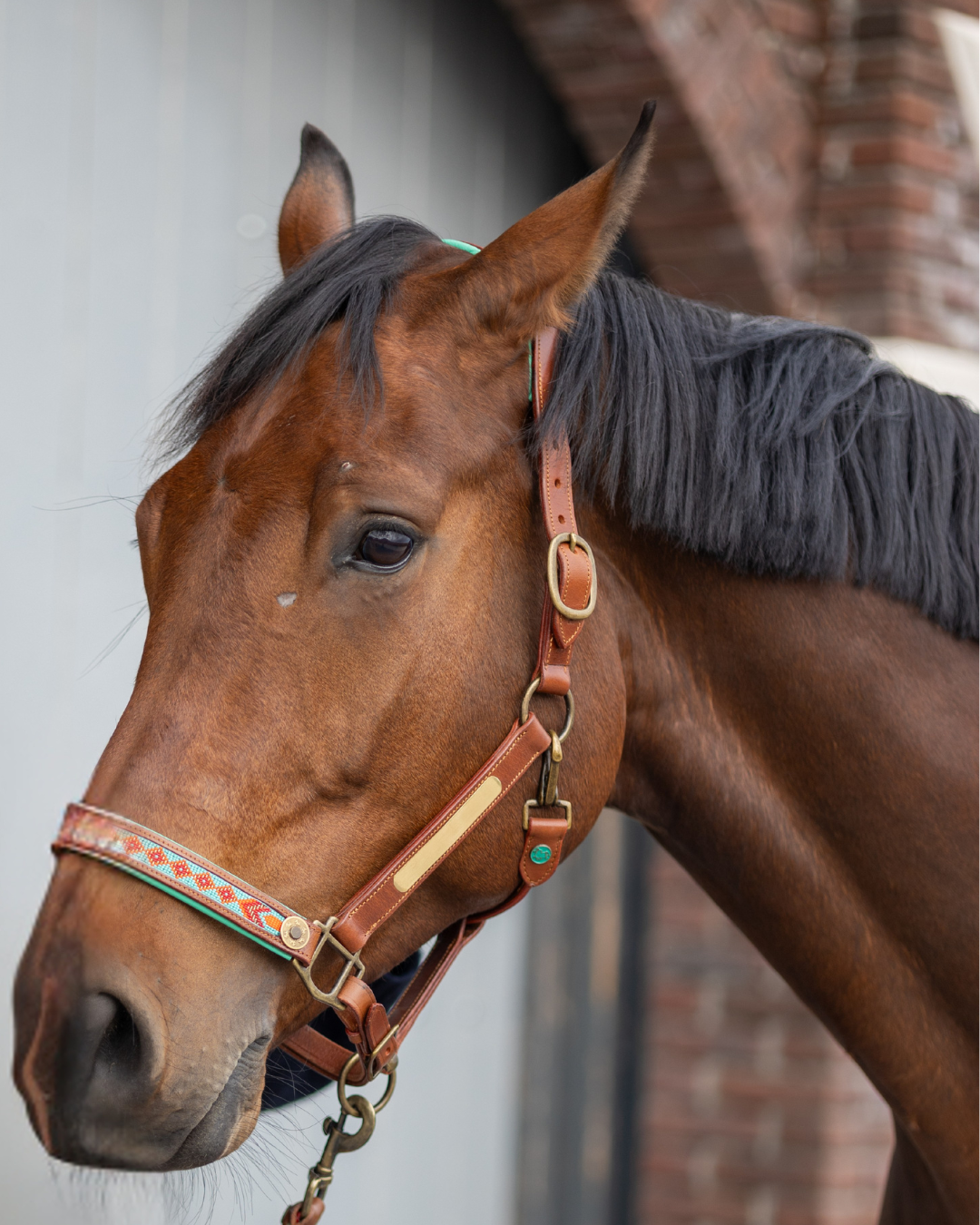 Paddy Lee Horse Halter