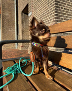 Small dog on a leash sitting on a wooden bench with a brick building in the background