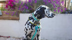 Aloha Collar
