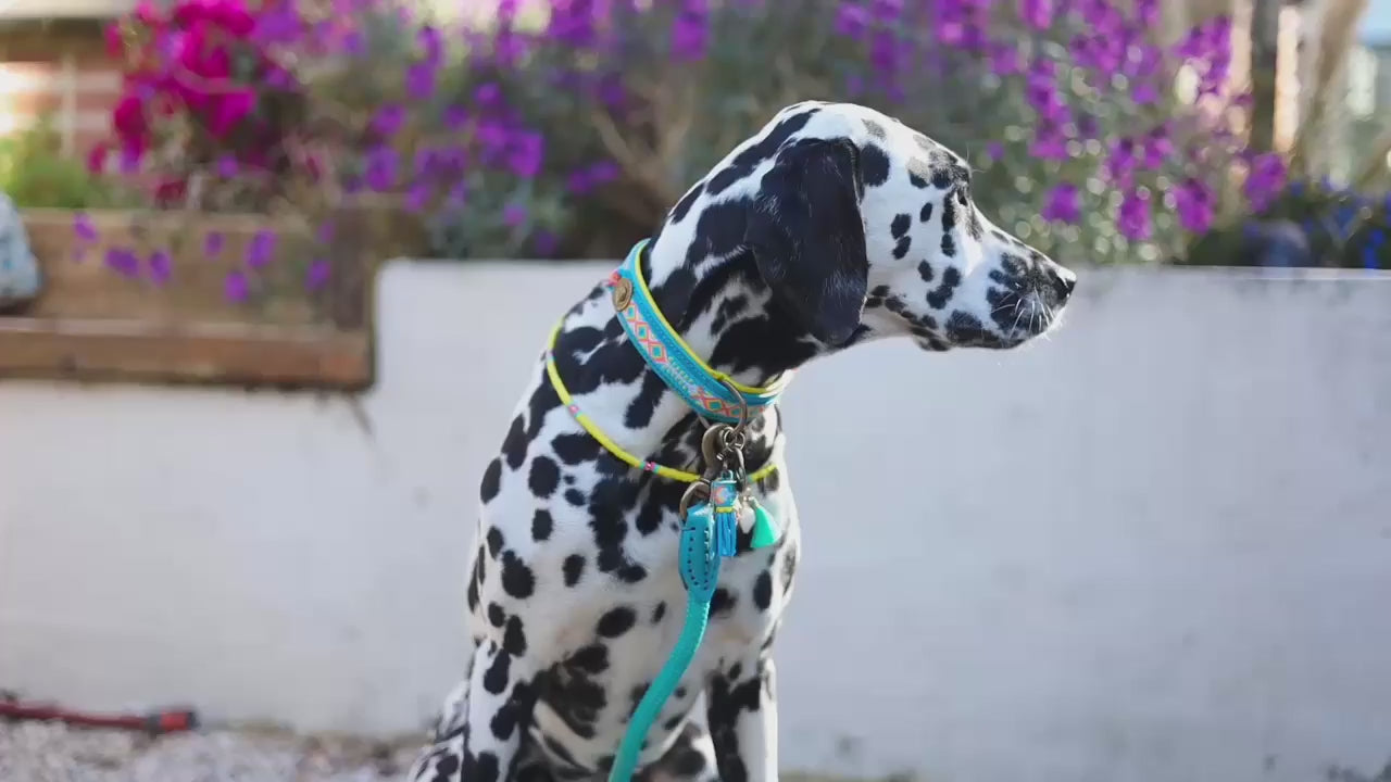 Aloha Collar